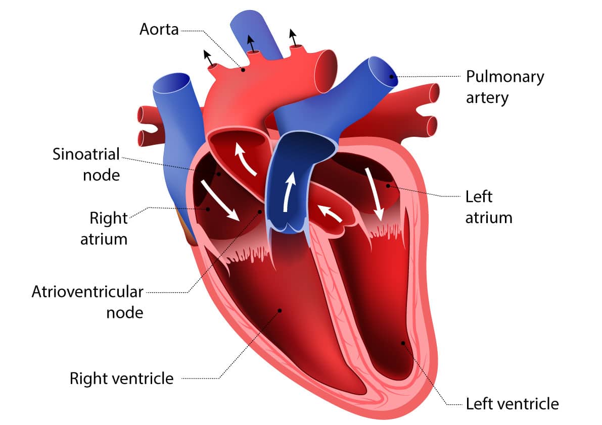 Anatomy of the heart