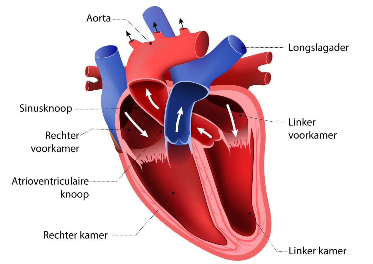 Anatomie van het hart