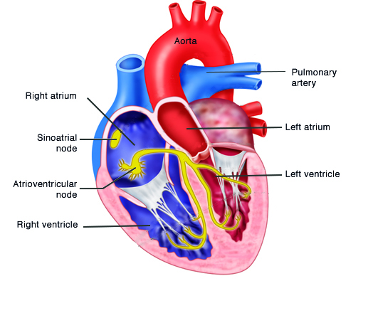 Anatomy of heart